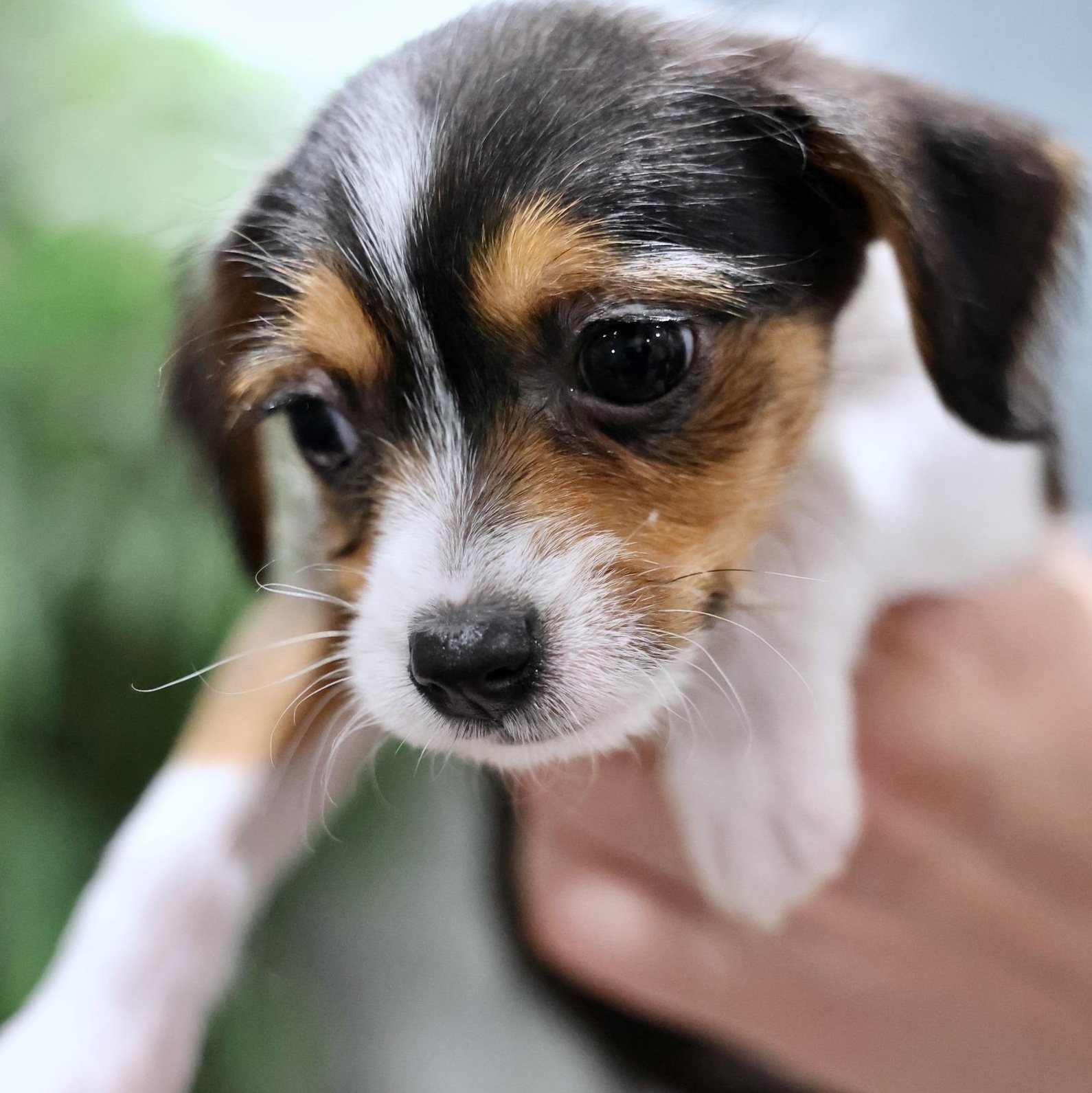 Caldera, an adoptable mixed breed in Palatine, IL image 2/5