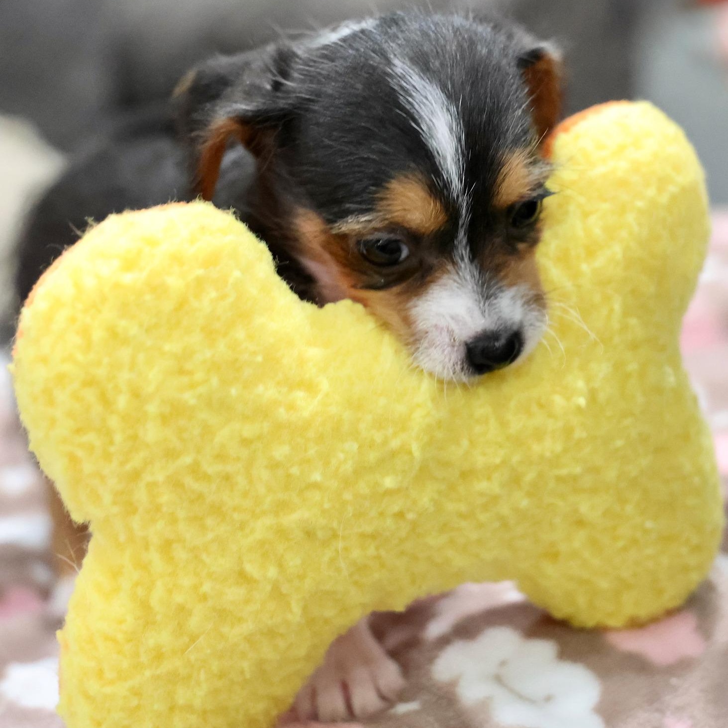 Caldera, an adoptable mixed breed in Palatine, IL image 4/5