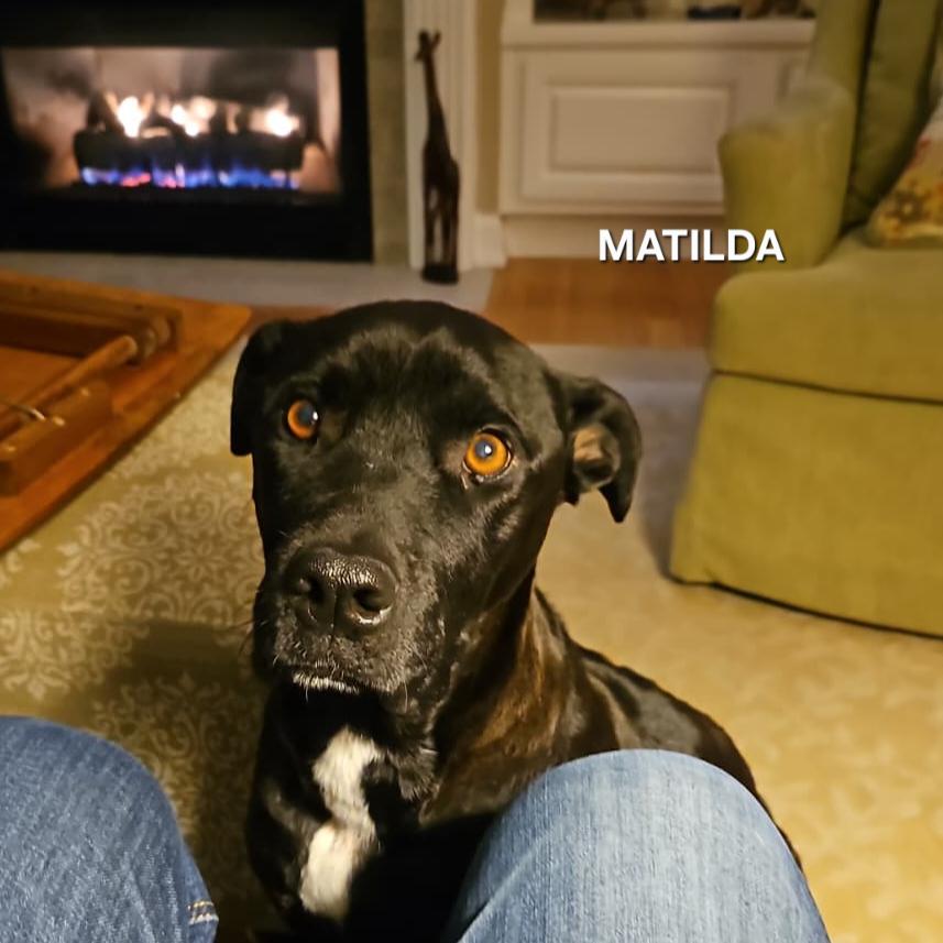 Enlarge Matilda, a Adoptable mixed breed in Madisonville, TN image 1/6
