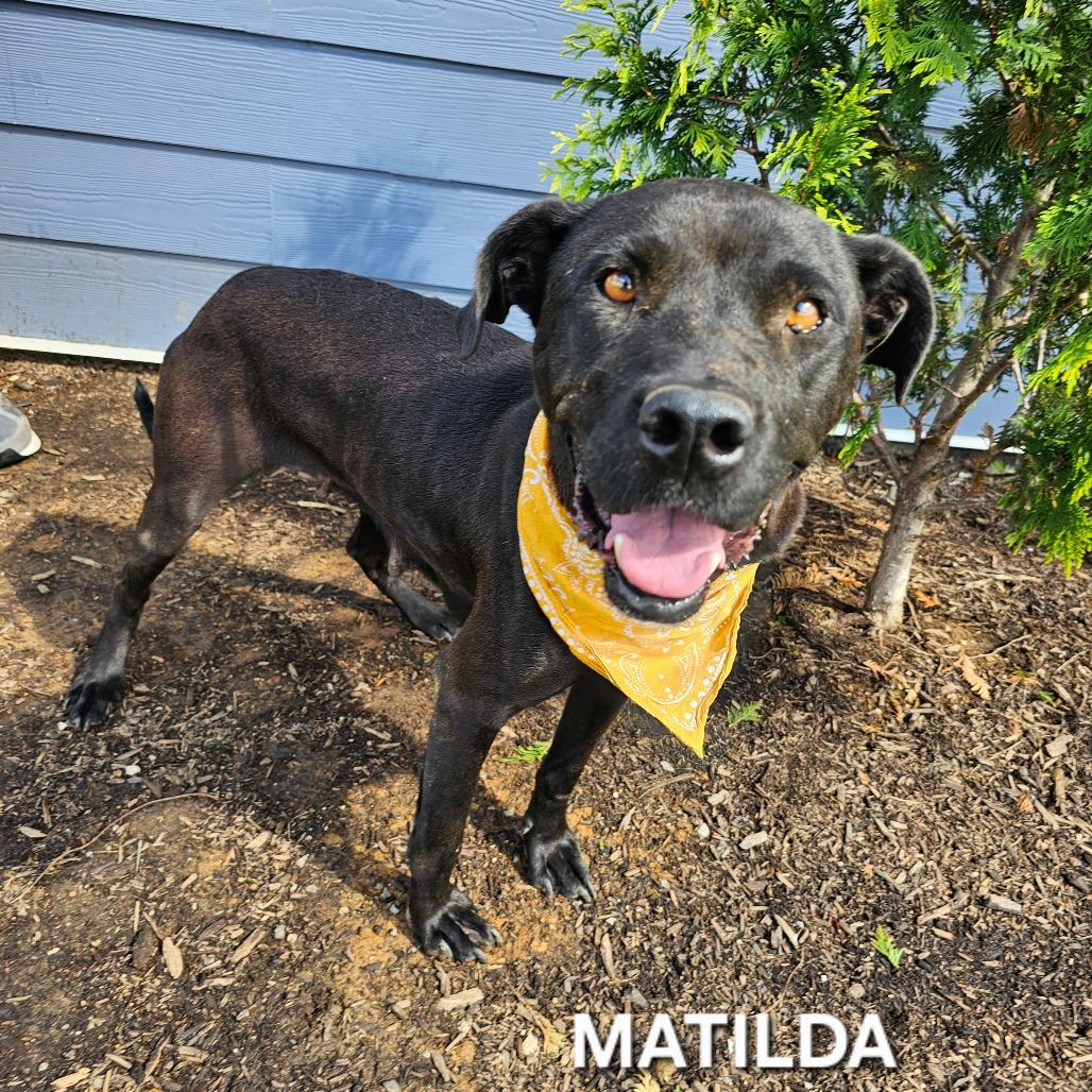 Enlarge Matilda, a Adoptable mixed breed in Madisonville, TN image 2/6
