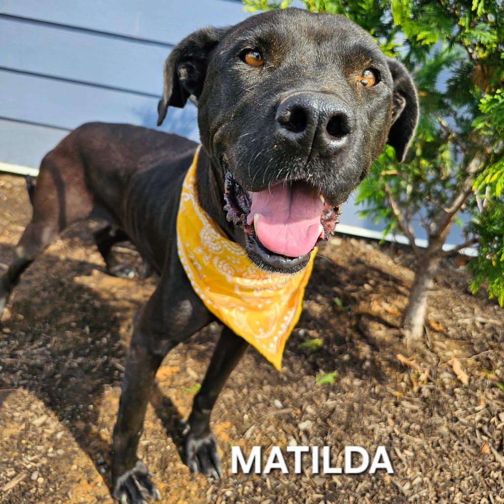 Enlarge Matilda, a Adoptable mixed breed in Madisonville, TN image 3/6