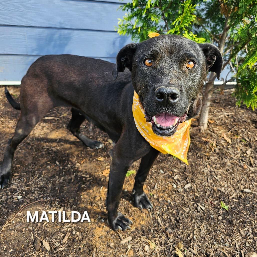 Enlarge Matilda, a Adoptable mixed breed in Madisonville, TN image 4/6