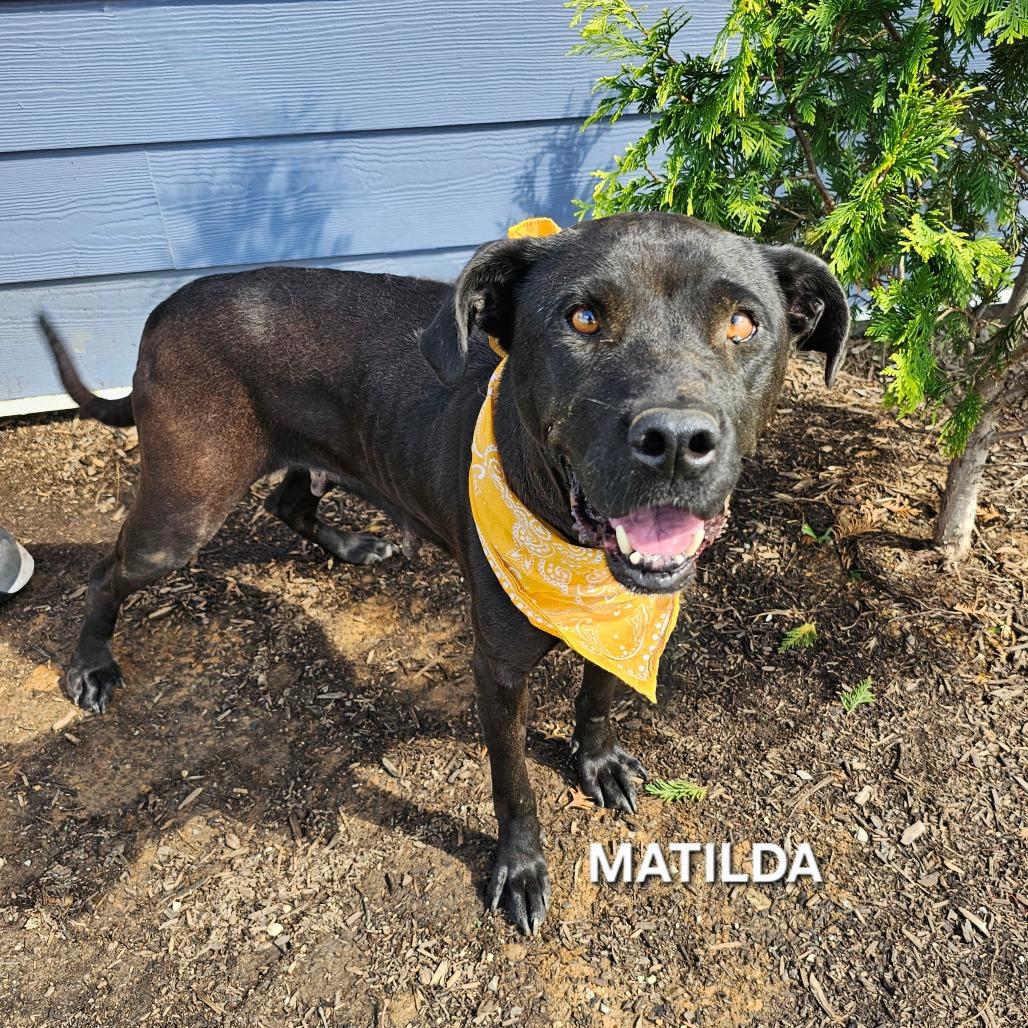 Enlarge Matilda, a Adoptable mixed breed in Madisonville, TN image 5/6