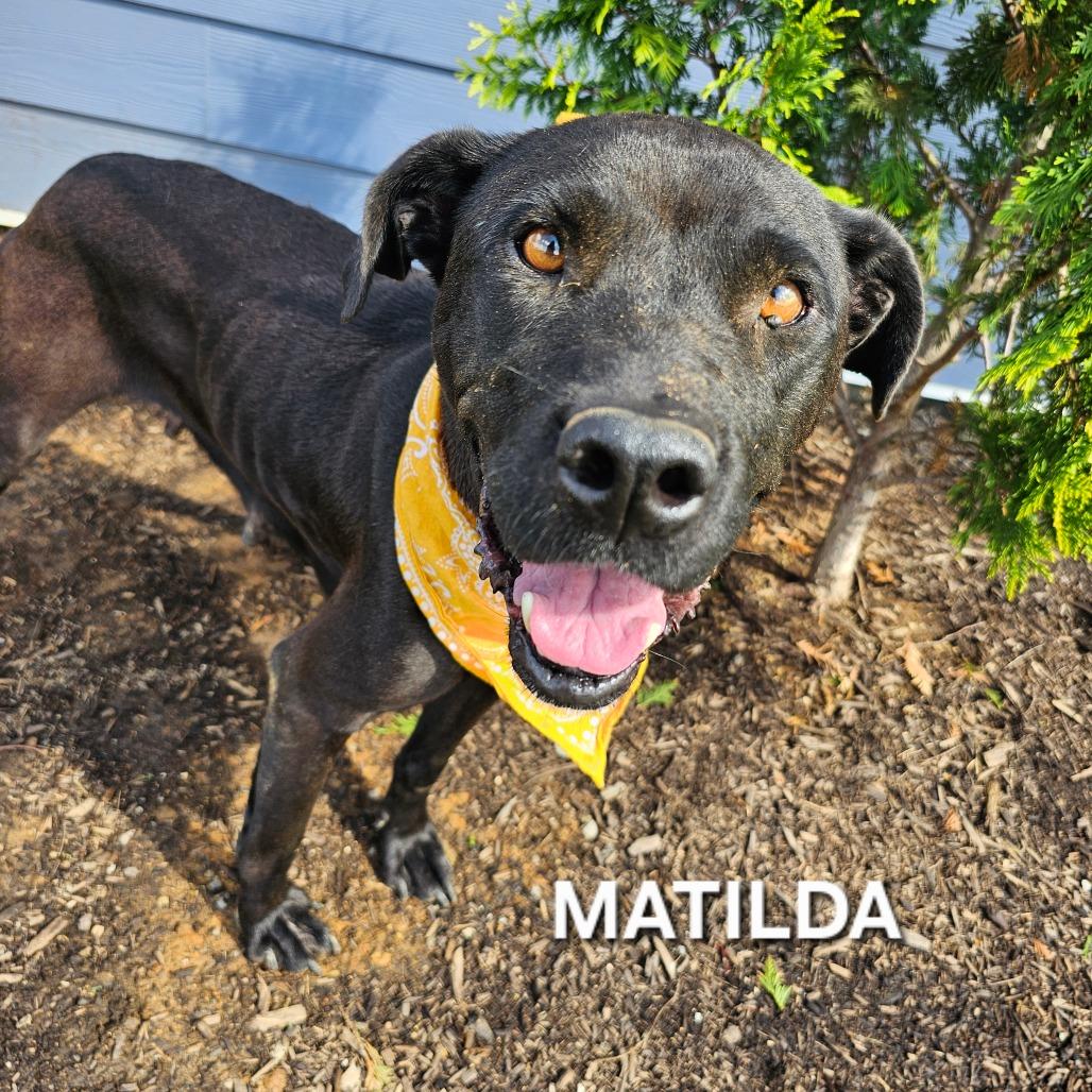 Enlarge Matilda, a Adoptable mixed breed in Madisonville, TN image 6/6
