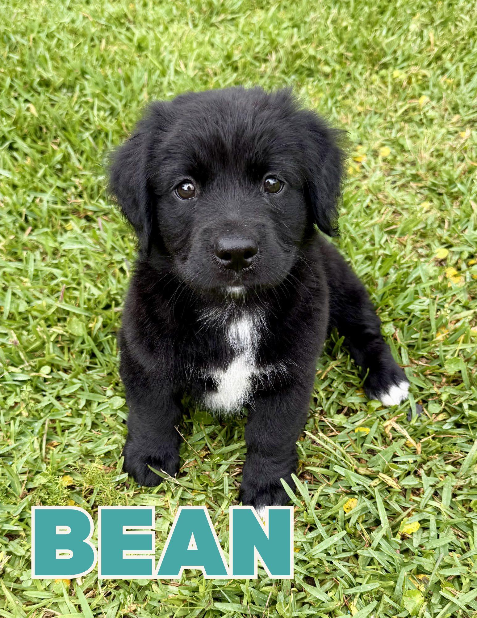 Enlarge Bean, an adopted mixed breed in Shalimar, FL image 1/1