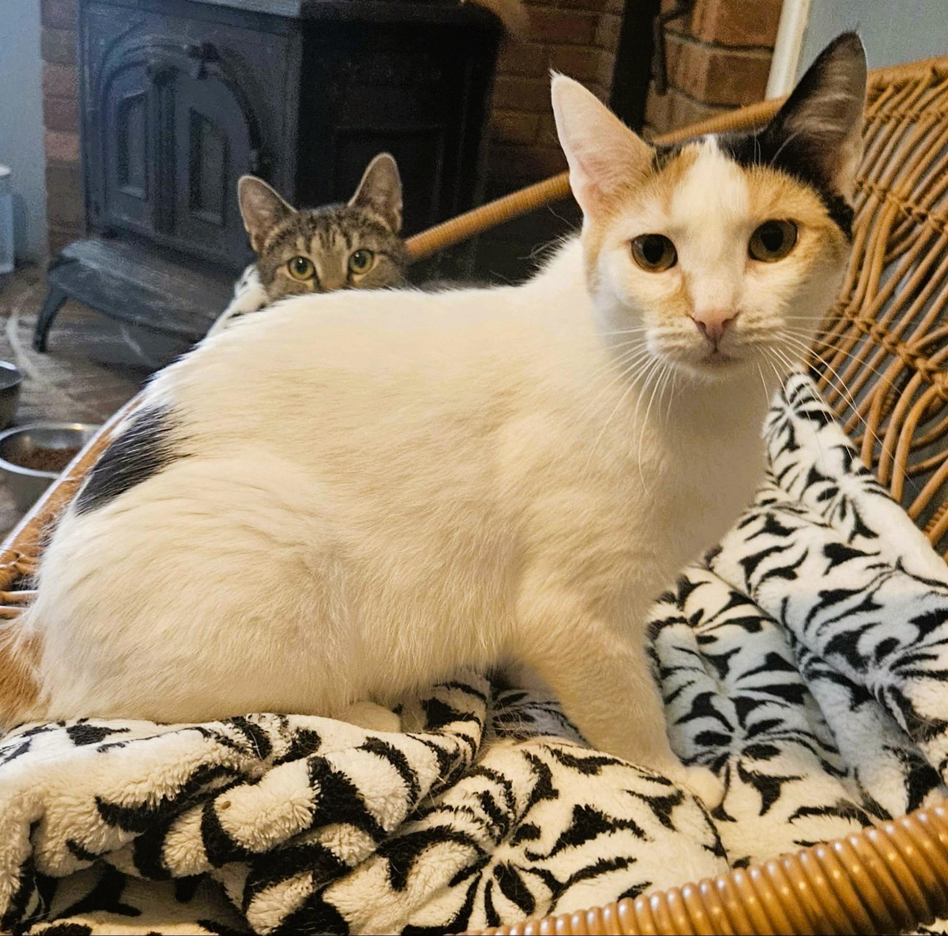 Enlarge Evangeline, a ADOPTABLE Domestic Short Hair in Rochester, NY image 4/4