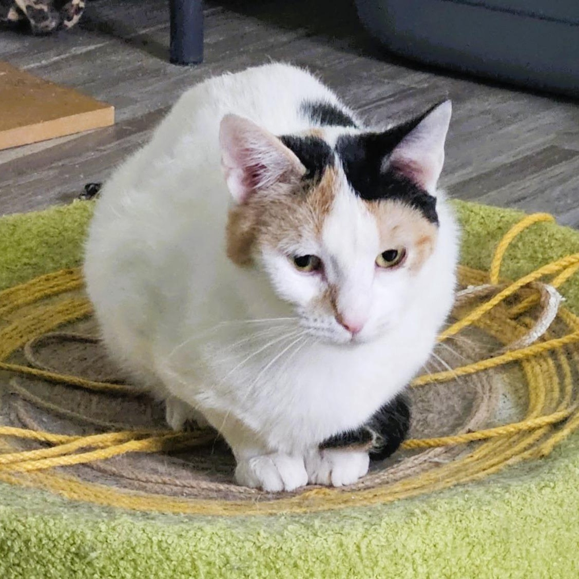 Enlarge Evangeline, a ADOPTABLE Domestic Short Hair in Rochester, NY image 2/4