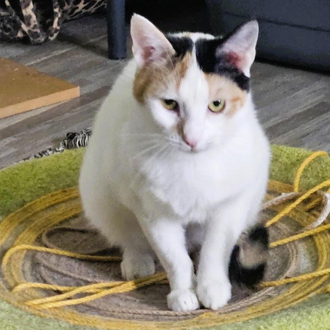 Enlarge Evangeline, a ADOPTABLE Domestic Short Hair in Rochester, NY image 3/4