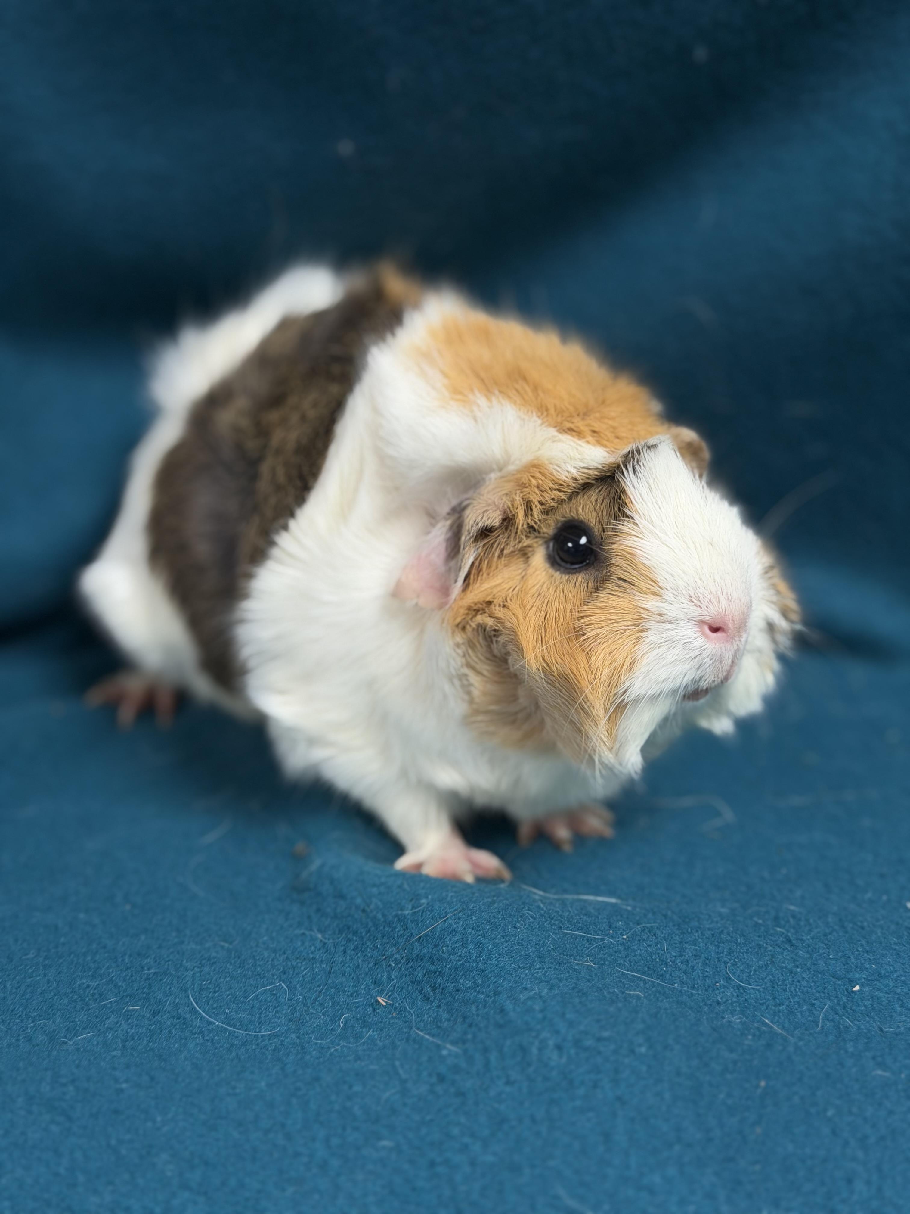 Enlarge Grace, an adopted mixed breed in Edinburg, PA image 2/6