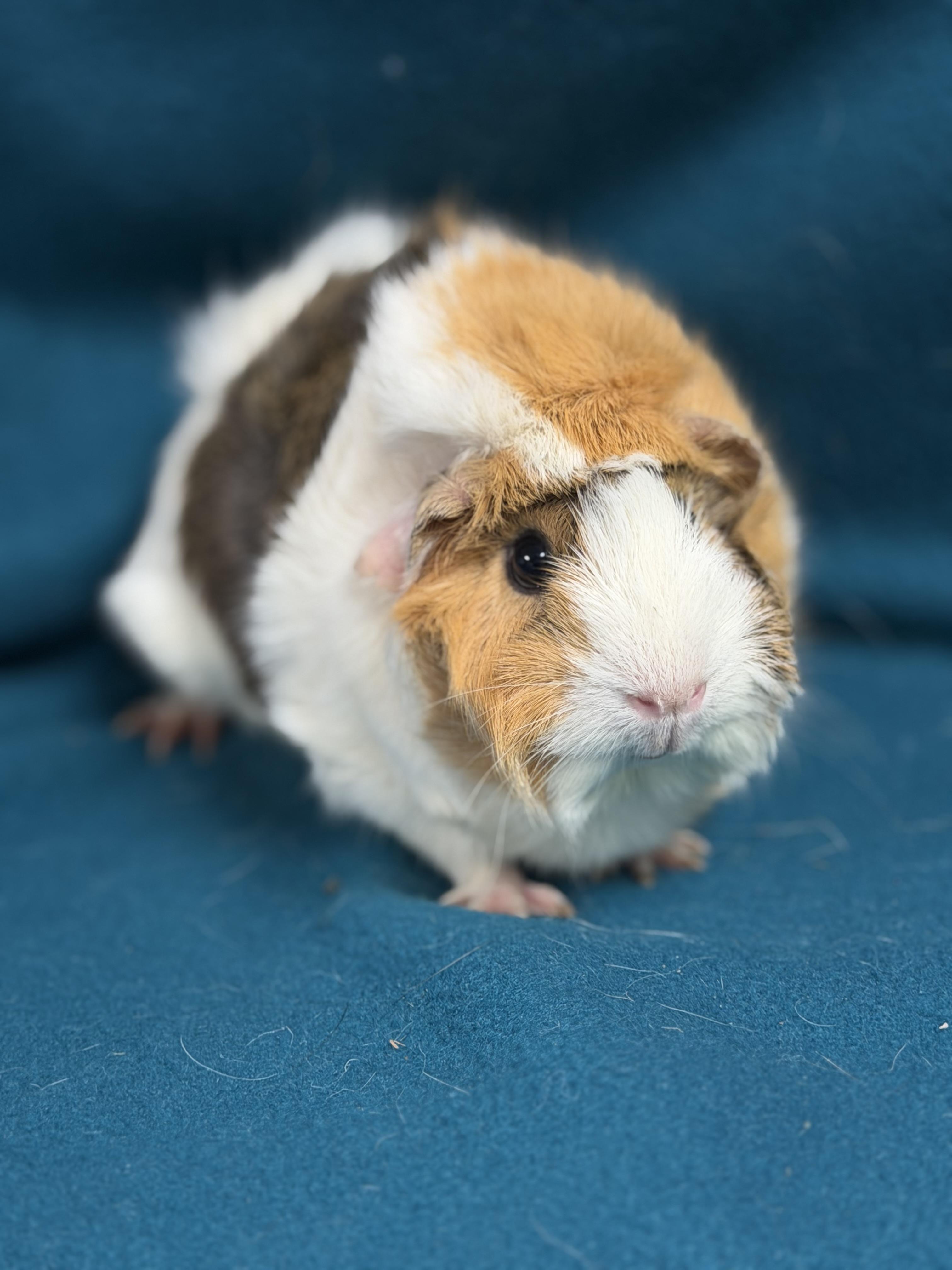 Grace, adopted, Young Female Guinea Pig & Abyssinian.