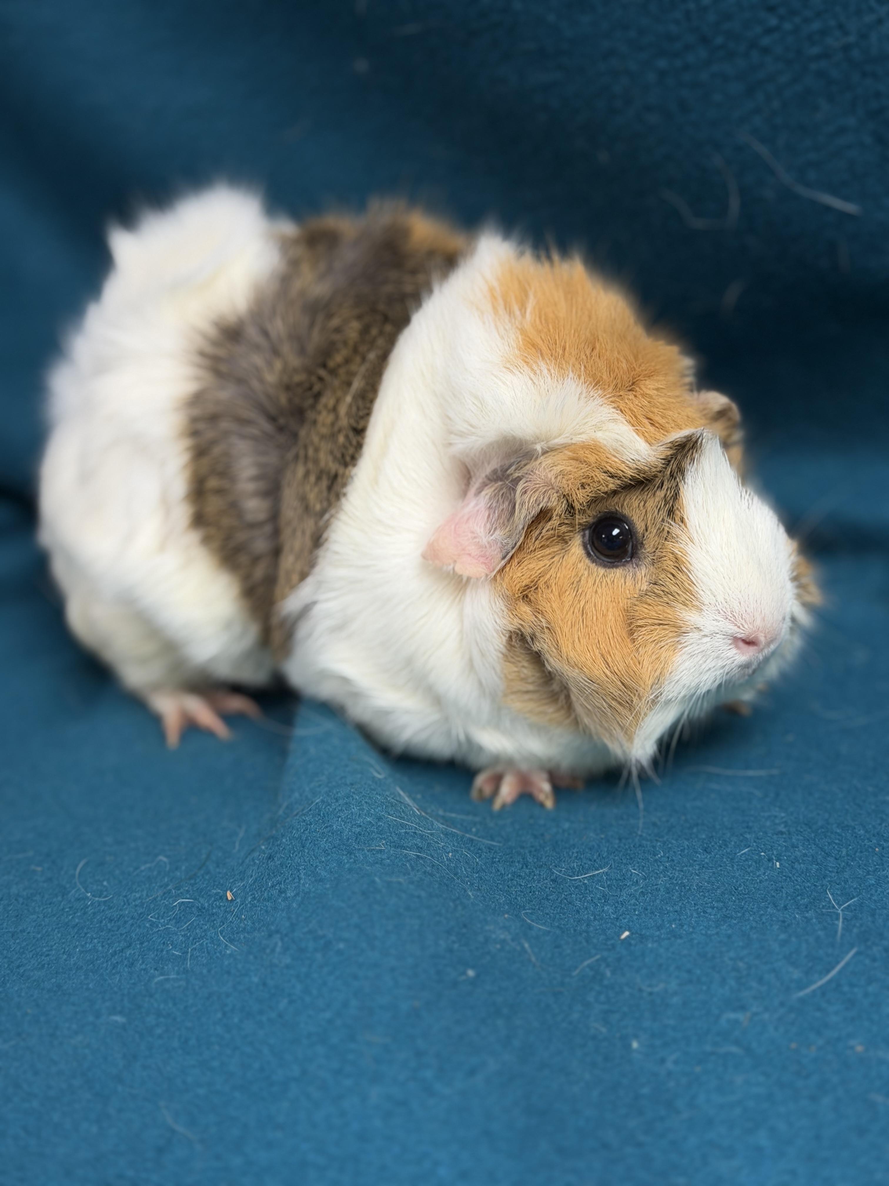 Enlarge Grace, an adopted mixed breed in Edinburg, PA image 3/6