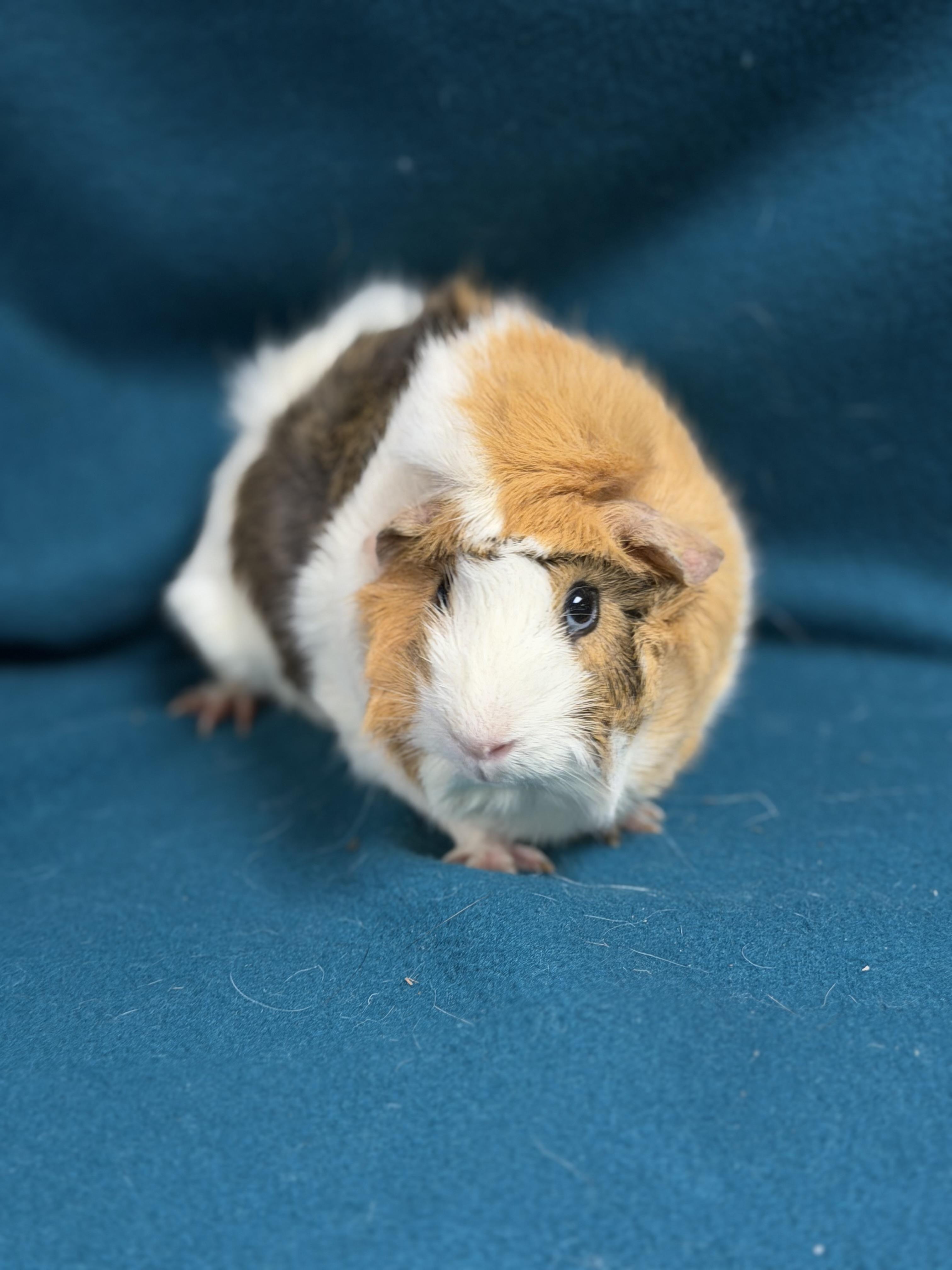 Enlarge Grace, an adopted mixed breed in Edinburg, PA image 4/6