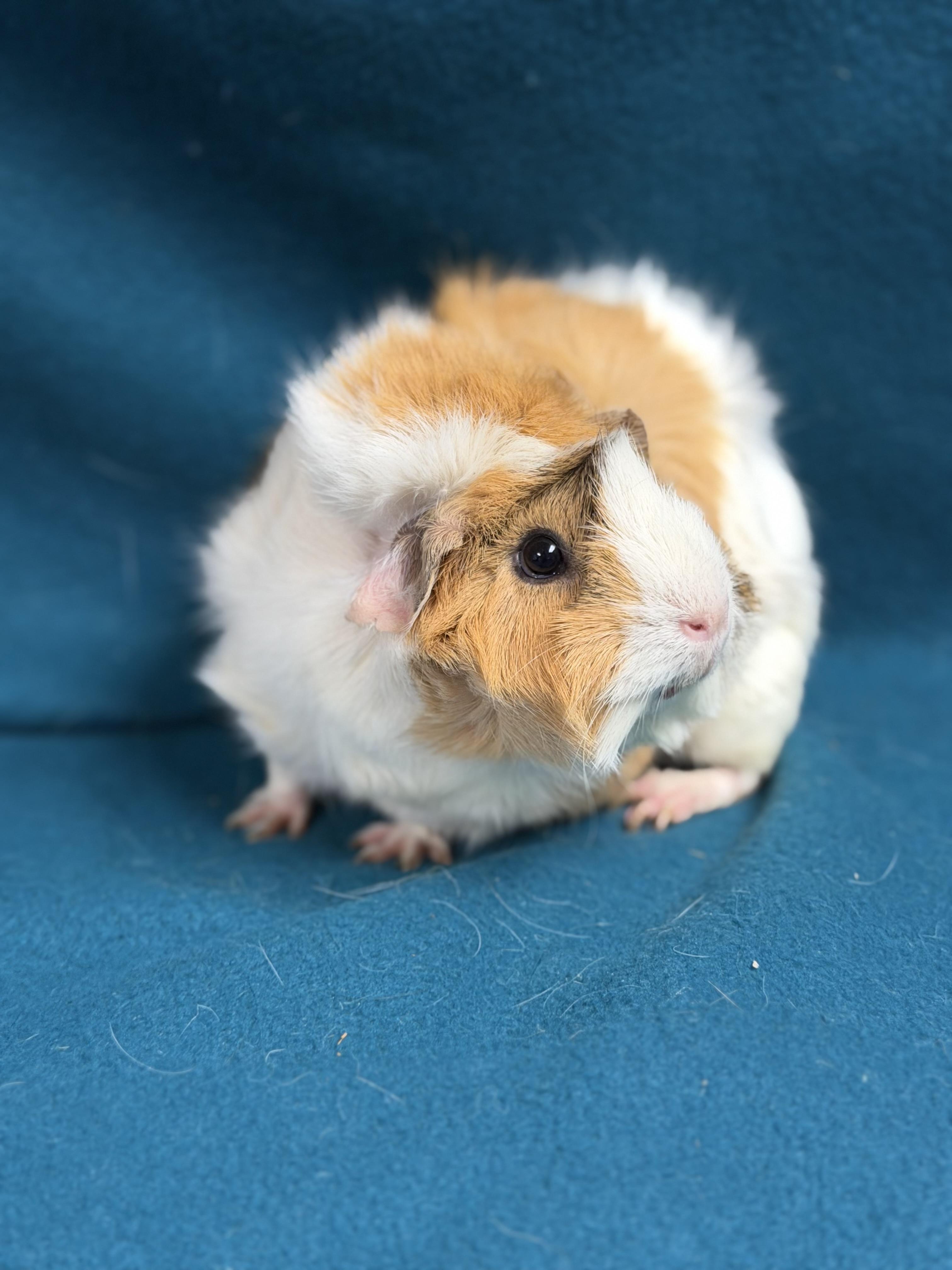 Enlarge Grace, an adopted mixed breed in Edinburg, PA image 6/6