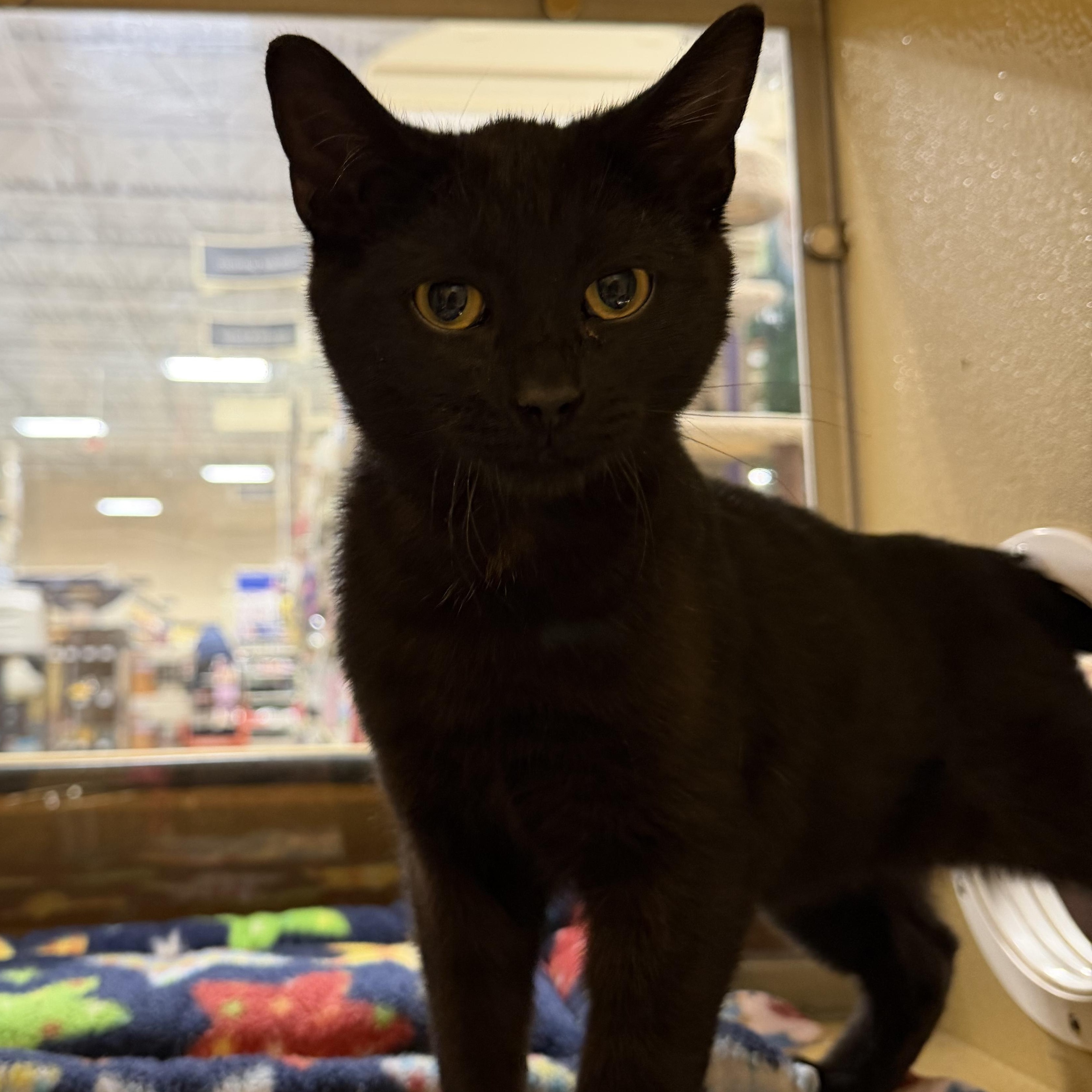 Bagheera, adopted, Kitten Male Domestic Short Hair.