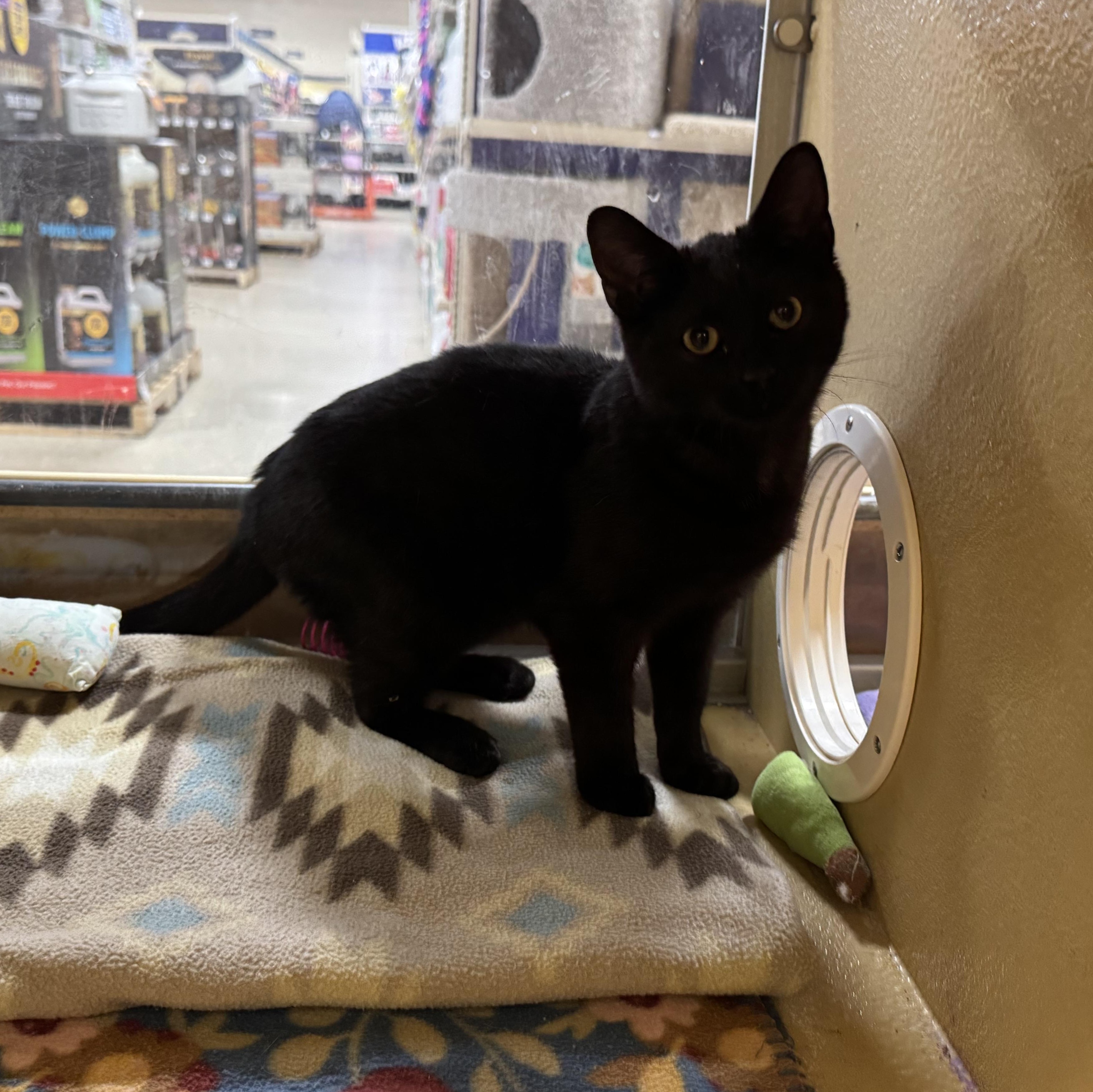 Bagheera, an adopted Domestic Short Hair in Holly, MI image 2/2
