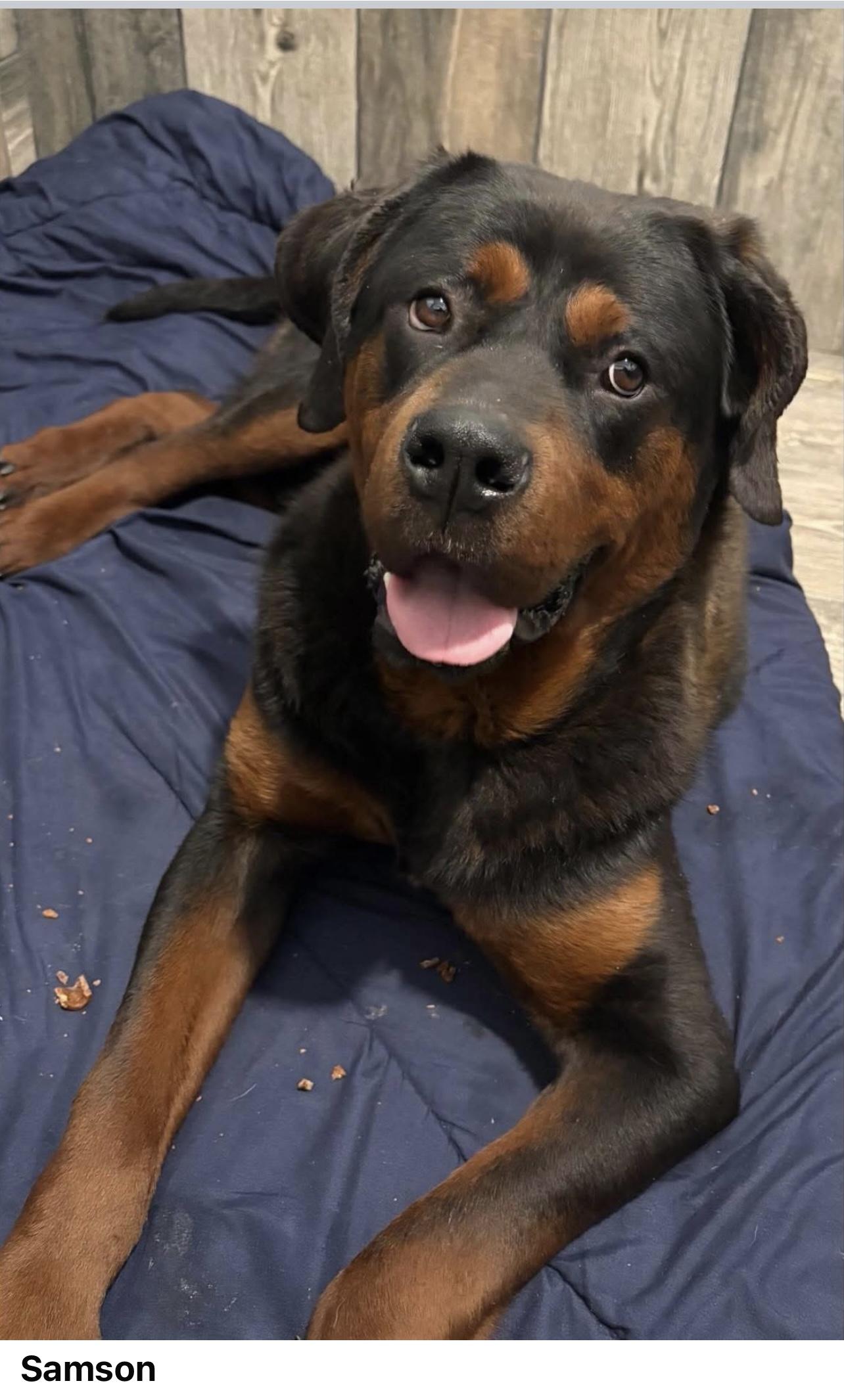 Samson, a Adopted Rottweiler in Staten island, NY image 1/2