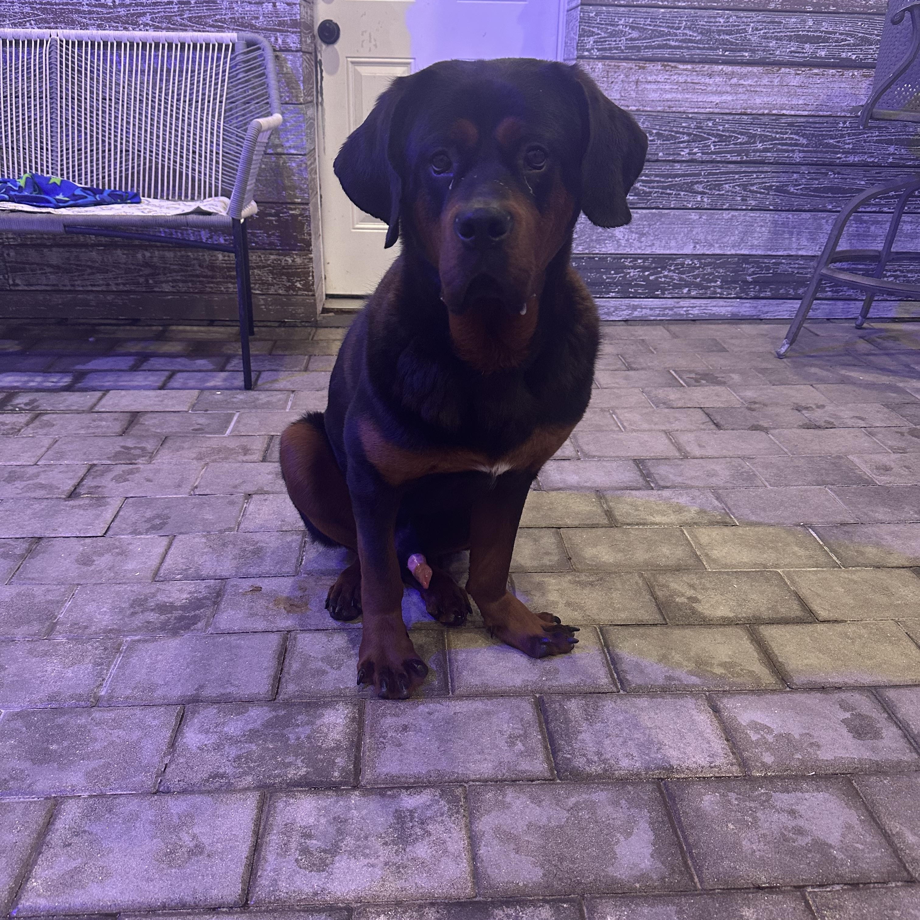 Samson, a Adopted Rottweiler in Staten island, NY image 2/2