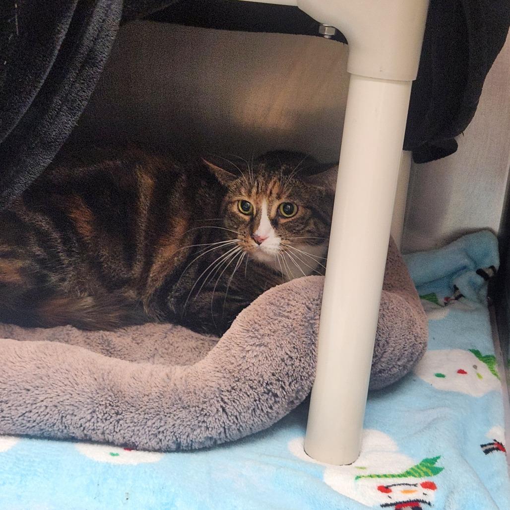 Maggie, Adoptable, Senior Female Domestic Short Hair.