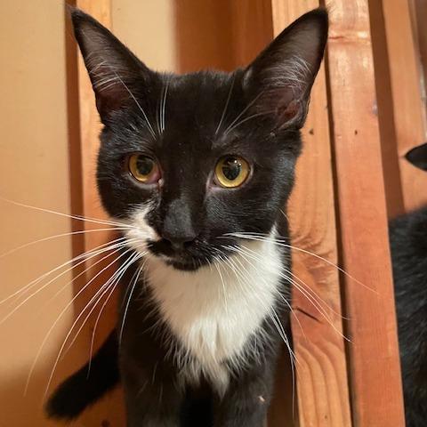 Henry, Adoptable, Young Male Domestic Long Hair.