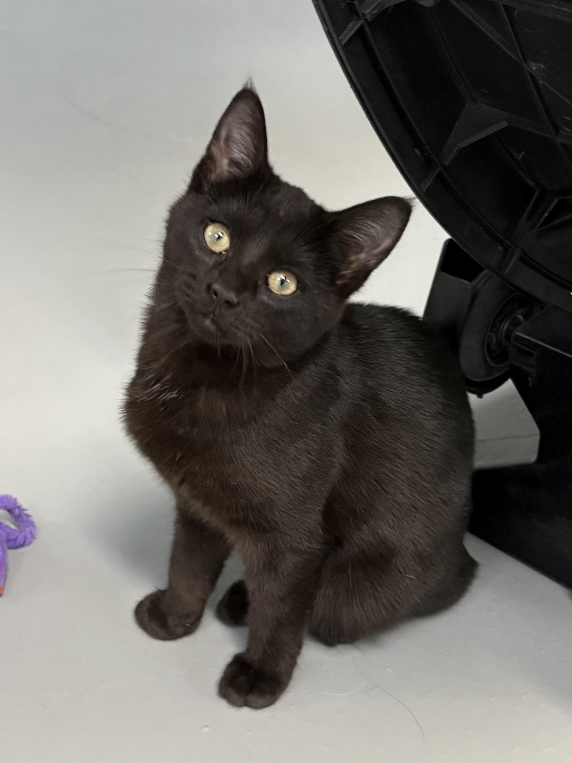 Freya, a ADOPTABLE American Shorthair in Big Rapids, MI image 1/3