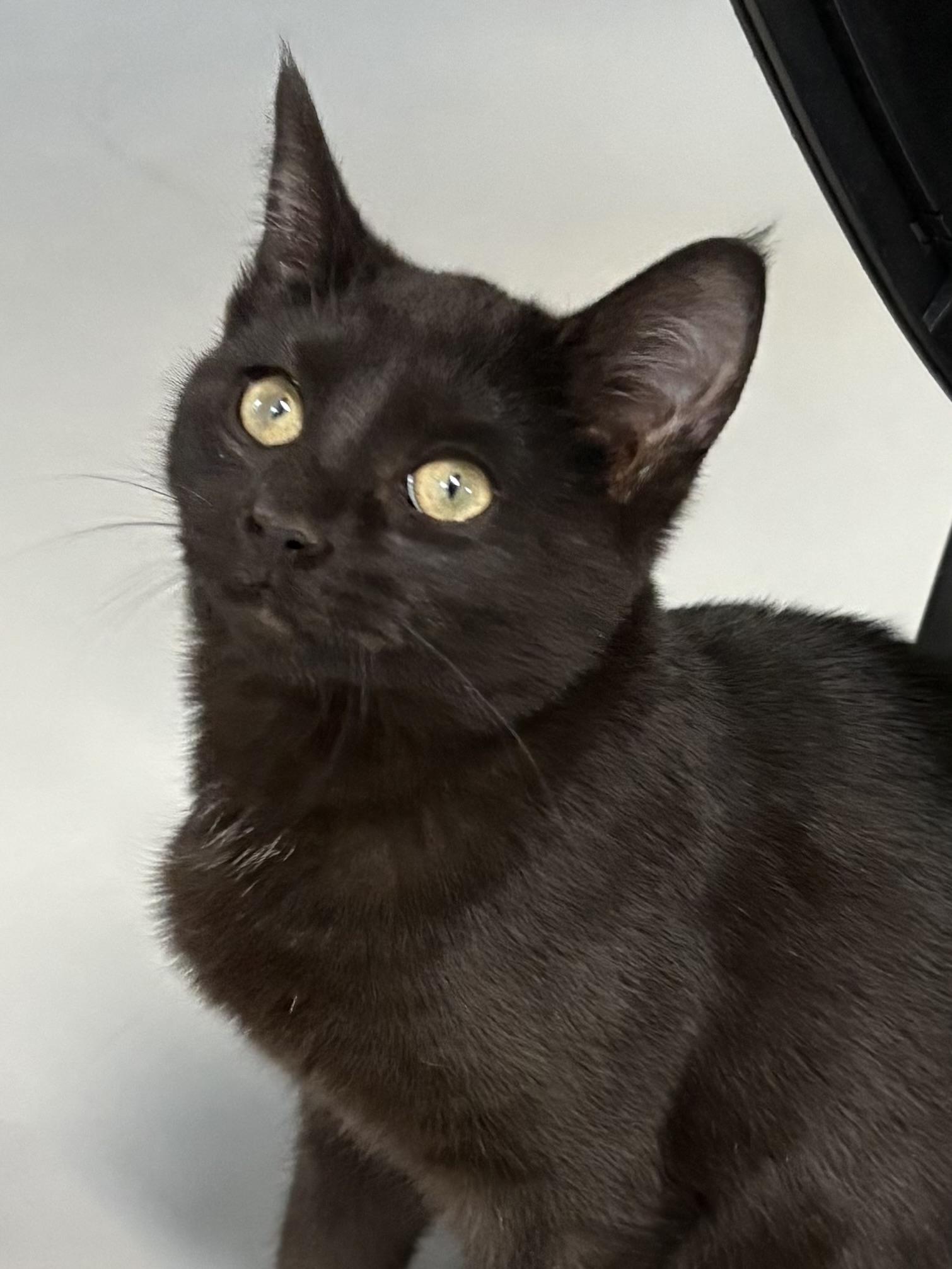 Freya, a ADOPTABLE American Shorthair in Big Rapids, MI image 3/3