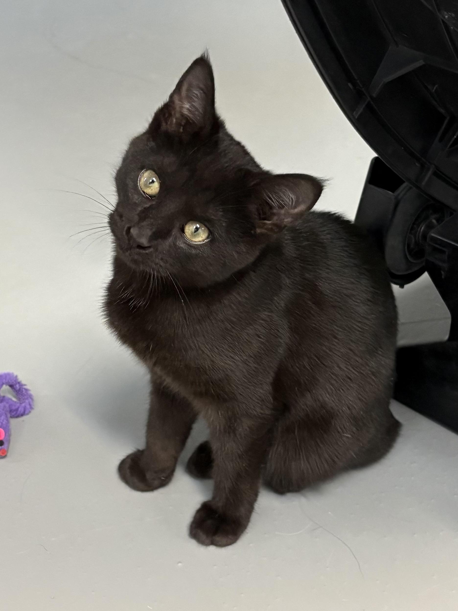 Freya, a ADOPTABLE American Shorthair in Big Rapids, MI image 2/3