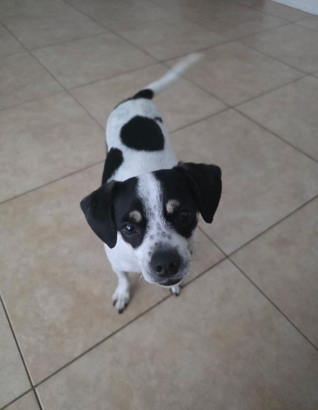 Enlarge Milo, a ADOPTABLE mixed breed in Pompano Beach, FL image 2/4