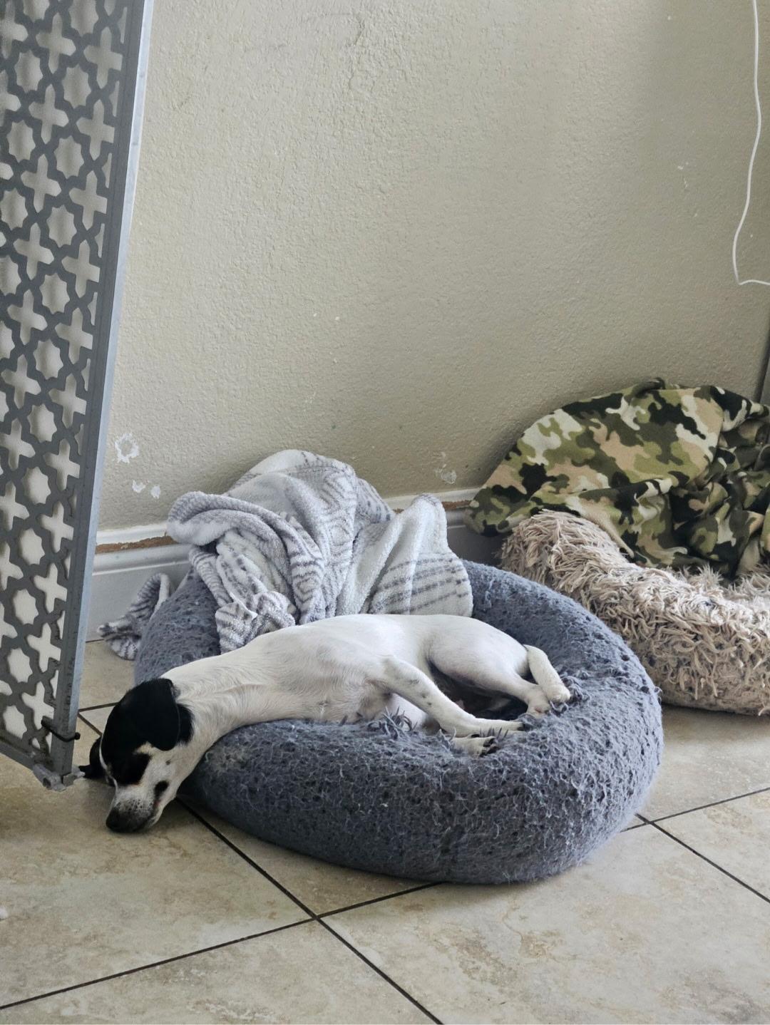Enlarge Milo, a ADOPTABLE mixed breed in Pompano Beach, FL image 4/4