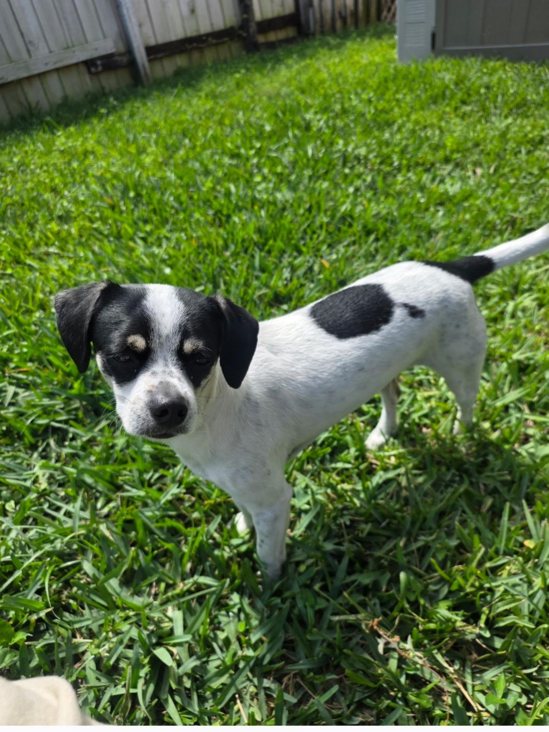 Enlarge Milo, a ADOPTABLE mixed breed in Pompano Beach, FL image 1/4