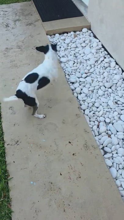 Enlarge Milo, a ADOPTABLE mixed breed in Pompano Beach, FL video 3/4