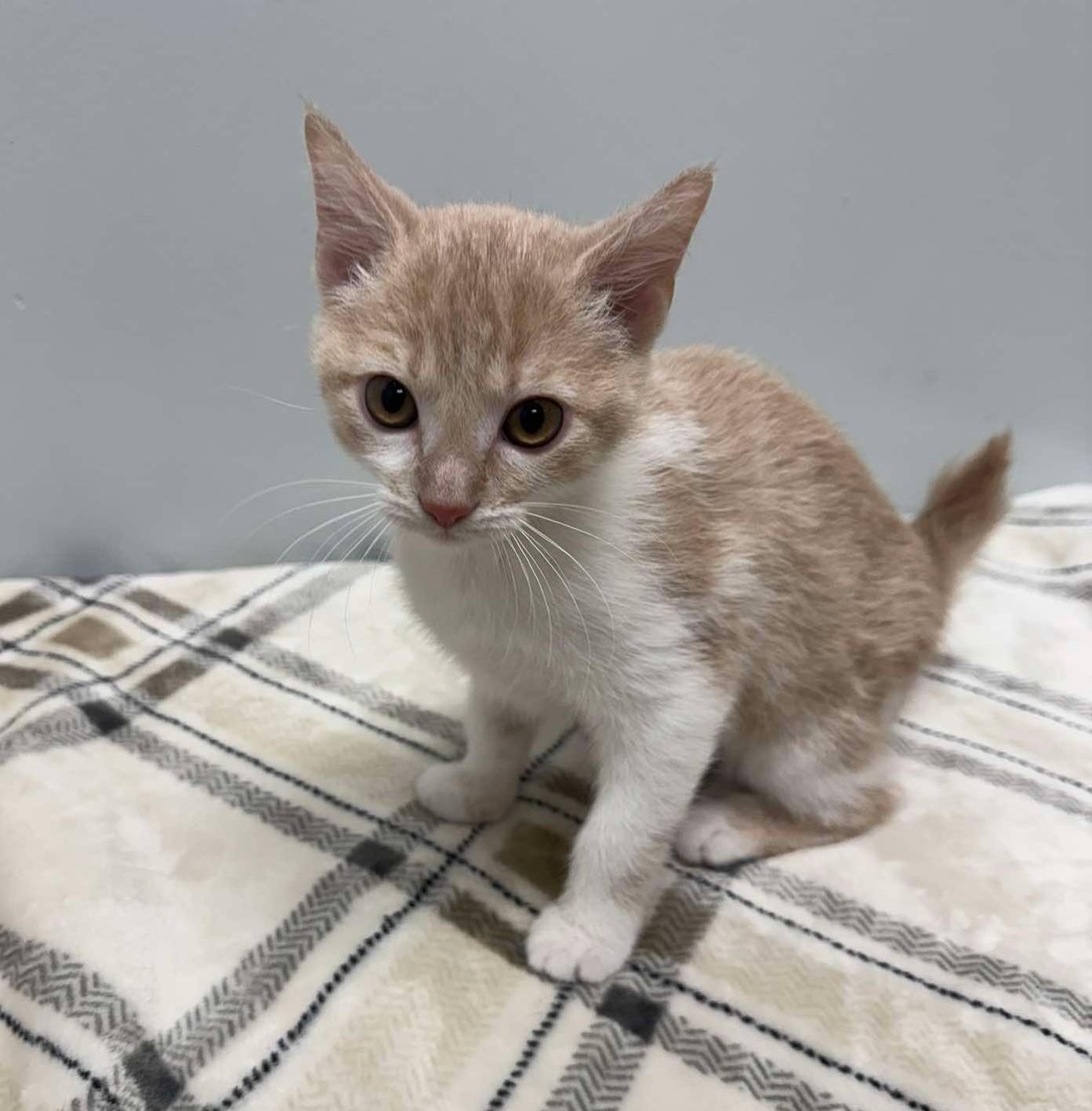 Sarah, Adopted, Kitten Female Domestic Short Hair.