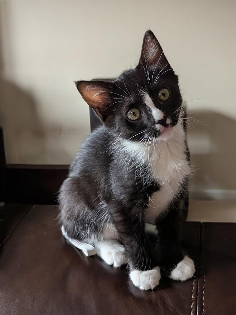 Raya, Adoptable, Kitten Female Domestic Short Hair.