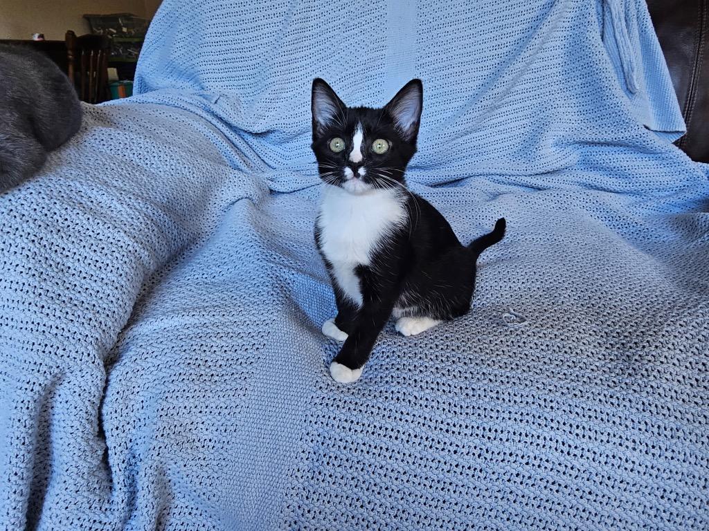 Enlarge Raya, a Adoptable mixed breed in Fort Oglethorpe, GA image 2/4