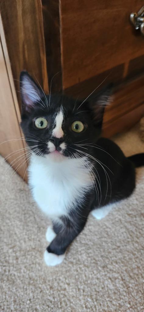 Enlarge Raya, a Adoptable mixed breed in Fort Oglethorpe, GA image 3/4