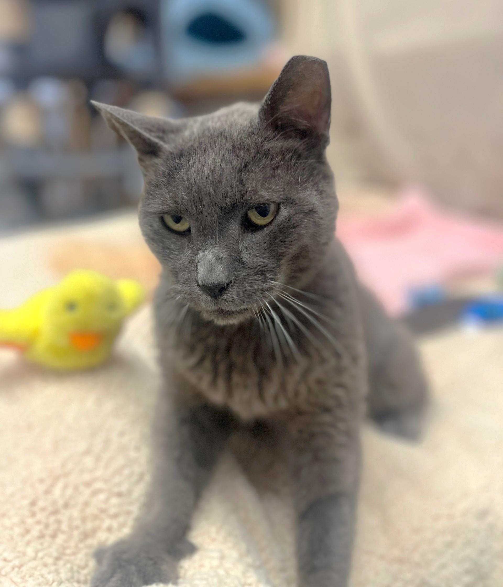 Frosty, a Adoptable Domestic Short Hair in Bethesda, MD image 4/4