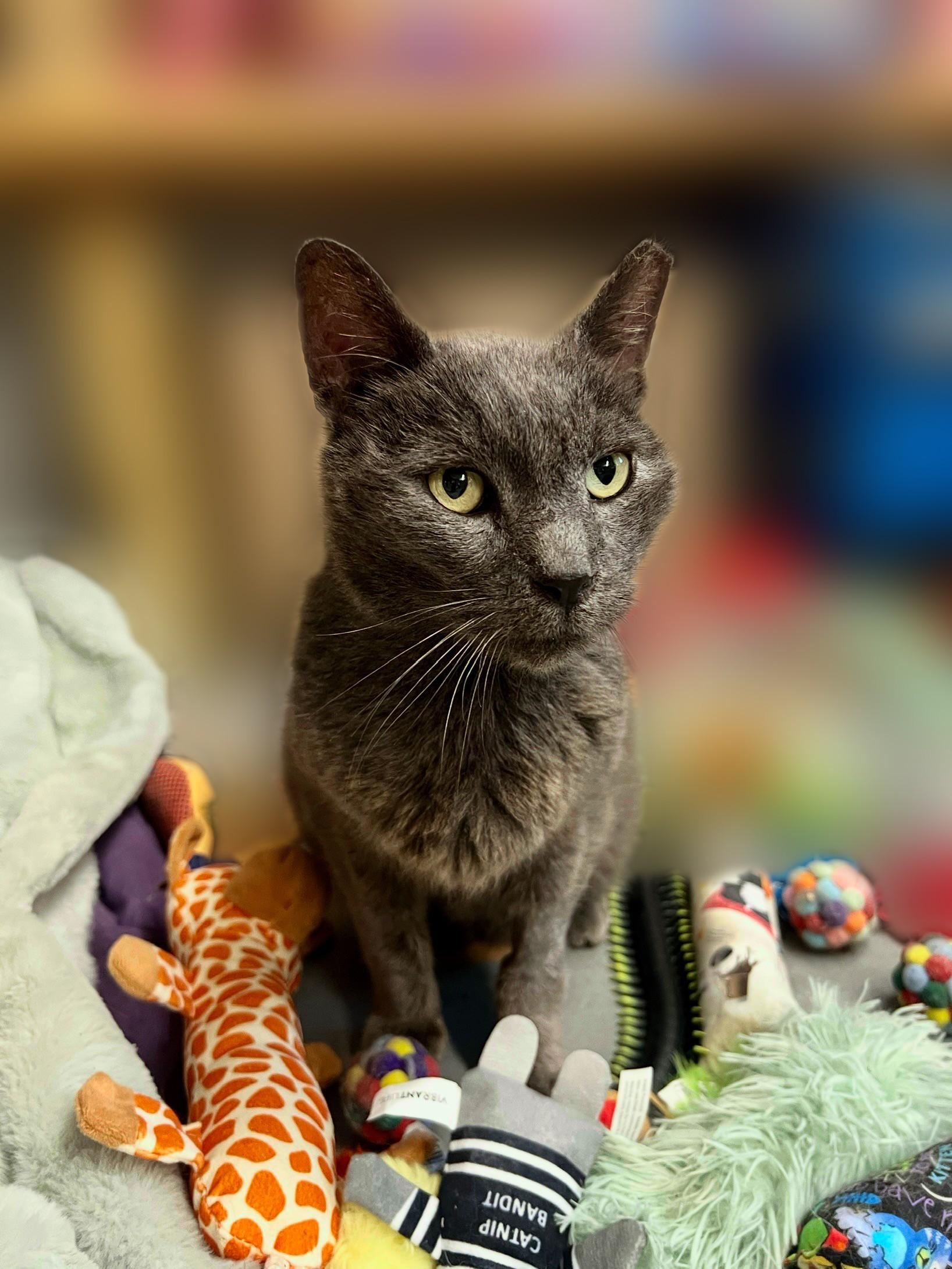 Frosty, Adoptable, Adult Male Domestic Short Hair.