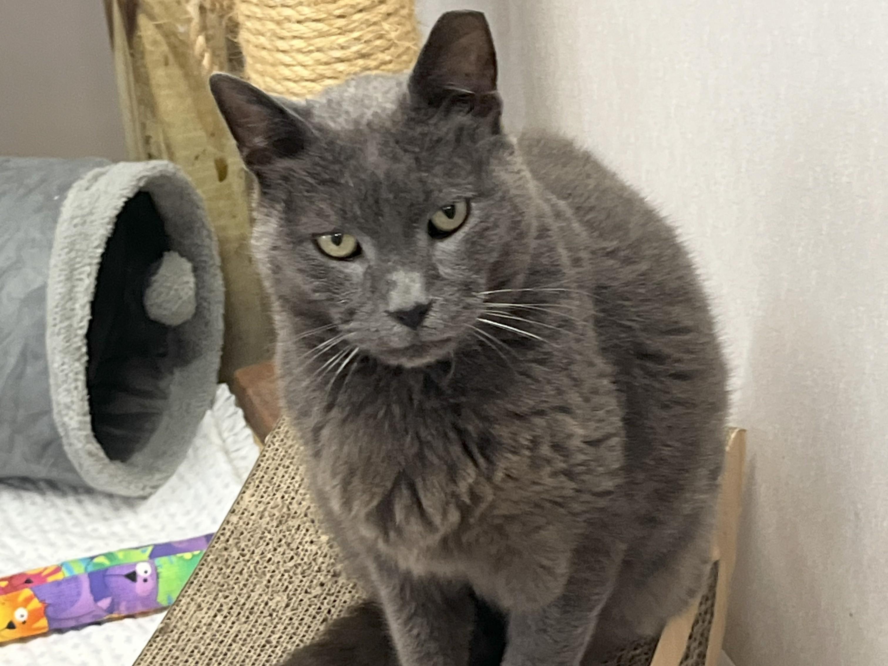 Frosty, a Adoptable Domestic Short Hair in Bethesda, MD image 3/4