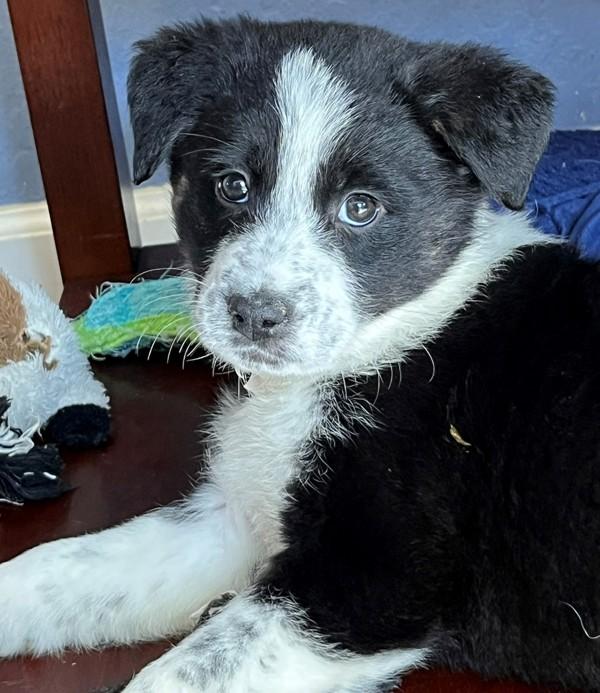 Enlarge Skylark, a Adoptable mixed breed in Walnut Creek, CA image 1/1