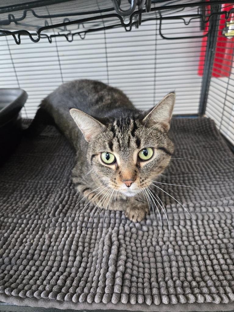 Blakey, Adoptable, Young Female Domestic Short Hair.