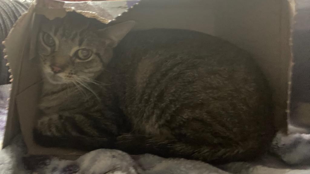 Enlarge Blakey, a Adoptable mixed breed in Angola, IN image 2/3