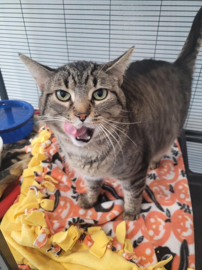 Enlarge Blakey, a Adoptable mixed breed in Angola, IN image 2/4