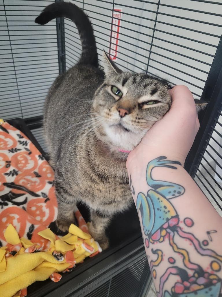 Enlarge Blakey, a Adoptable mixed breed in Angola, IN image 3/4