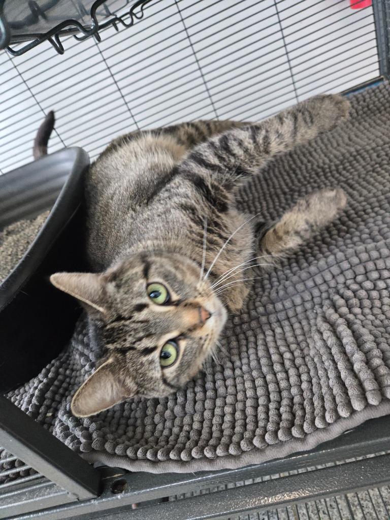 Enlarge Blakey, a Adoptable mixed breed in Angola, IN image 3/3