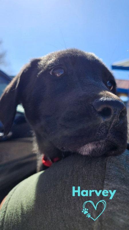 Enlarge Harvey, a Adopted Labrador Retriever in Monte Vista, CO image 1/3