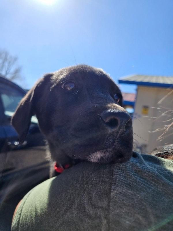 Enlarge Harvey, a Adopted Labrador Retriever in Monte Vista, CO image 2/3