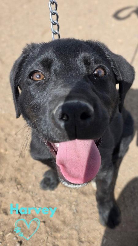 Enlarge Harvey, a Adopted Labrador Retriever in Monte Vista, CO image 3/3
