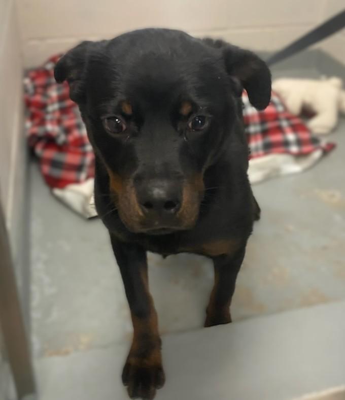 Enlarge Nita, an adopted Rottweiler in Slidell, LA image 1/2