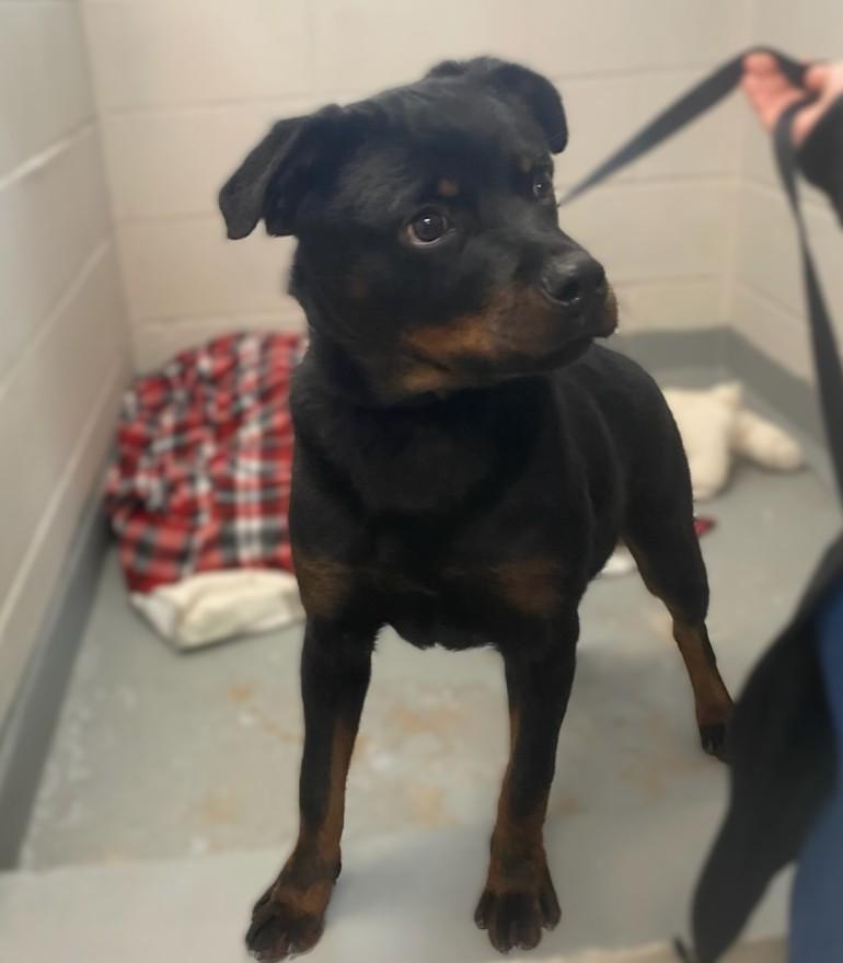 Enlarge Nita, an adopted Rottweiler in Slidell, LA image 2/2