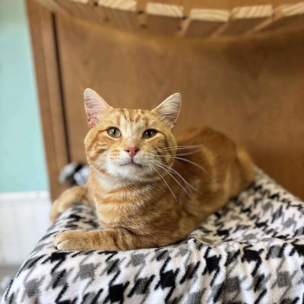 Jimbo--In Foster***ADOPTION PENDING***, Adoptable, Adult Male Domestic Short Hair.