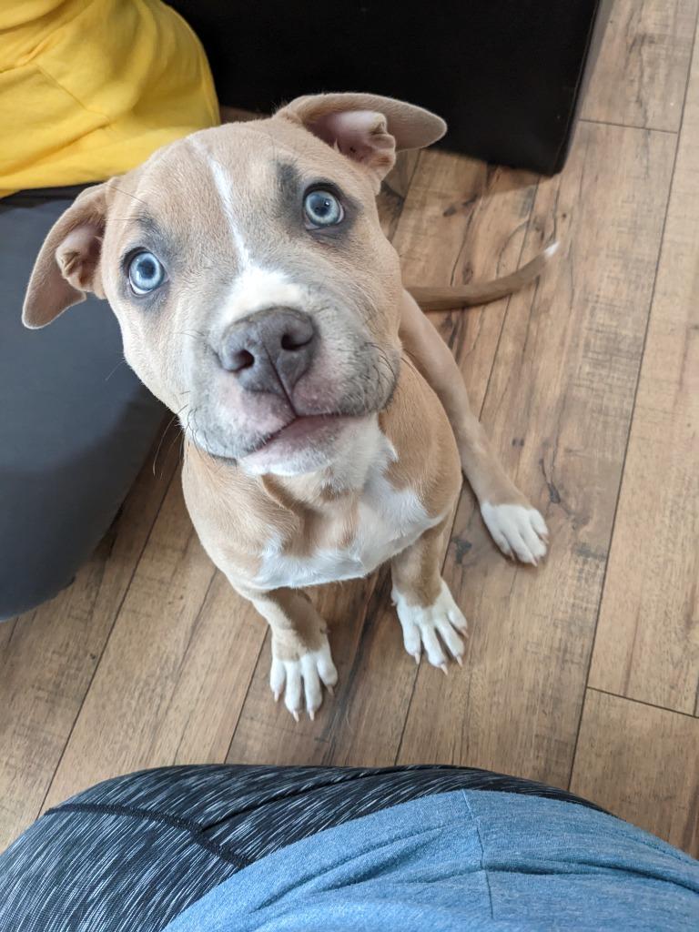 Butter, Adoptable, Puppy Male American Staffordshire Terrier & Mixed Breed.